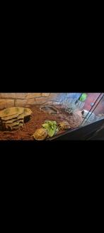 2 Griekse landschildpadden incl terrarium, Dieren en Toebehoren, Reptielen en Amfibieën, Schildpad, Met terrarium, 3 tot 6 jaar