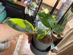 Philodendron Green Congo, Ophalen of Verzenden, Overige soorten, Minder dan 100 cm