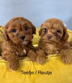 Boomer x Labradoodle mini pups, Nederland, Overige rassen, 8 tot 15 weken, Meerdere