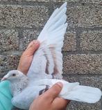 Postduif Super Inbred "KITTEL"