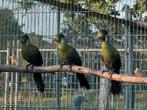 Witwang toerako - Tauraco leucotis, Meerdere dieren, Geringd