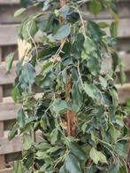 Kunstboom Ficus exotica 165cm-nieuw € 149,- (PERFECTE STAAT), Zo goed als nieuw, Ophalen