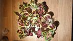Coleus siernetel, Overige soorten, Minder dan 100 cm, Bloeiende kamerplant, Halfschaduw