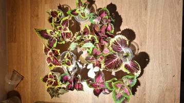 Coleus siernetel beschikbaar voor biedingen