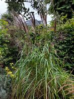 Prachtriet (Miscanthus Sinensis) kluiten, Ophalen, Volle zon, Vaste plant, Siergrassen