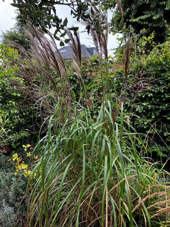 Prachtriet (Miscanthus Sinensis) kluiten, Tuin en Terras, Planten | Tuinplanten, Vaste plant, Siergrassen, Volle zon, Zomer, Ophalen