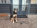 Bench kooi, Dieren en Toebehoren, Ophalen, Zo goed als nieuw, 110 cm of meer, 65 tot 100 cm