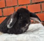 2 Franse hangoor rammen, Meerdere dieren, Groot, Hangoor