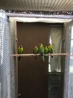 hoornparkiet '25, Dieren en Toebehoren, Vogels | Parkieten en Papegaaien, Meerdere dieren, Parkiet, Geringd