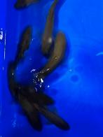Groene zeelt 18-20 cm, Karper of Koi