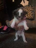 Mooi Chihuahua reutje, Dieren en Toebehoren, Honden | Chihuahua's en Gezelschapshonden, Reu, Eén hond, Chihuahua, Nederland