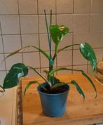 Philodendron White Princess, Ophalen of Verzenden, Halfschaduw, Minder dan 100 cm