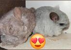 TK chinchilla,s, Dieren en Toebehoren, Chinchilla, Juni, Meerdere dieren, Tam