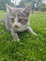 3 mannetjes kittens, Dieren en Toebehoren, Katten en Kittens | Overige Katten, Kater