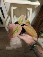Aglaonema salmon fantasy, Huis en Inrichting, Ophalen of Verzenden, Halfschaduw, Minder dan 100 cm