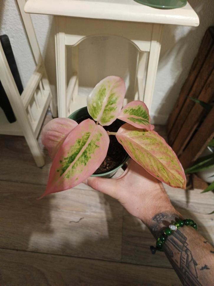 Aglaonema salmon fantasy, Huis en Inrichting, Kamerplanten, Minder dan 100 cm, Halfschaduw, Ophalen of Verzenden