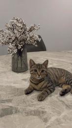 Lieve jonge kater zoekt een warm thuis, Dieren en Toebehoren, Kater