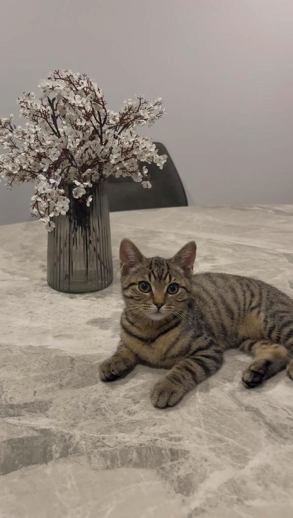 Lieve jonge kater zoekt een warm thuis, Dieren en Toebehoren, Katten en Kittens | Raskatten | Korthaar, Kater