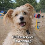 Hondenuitlaatservice Rozenburg, Uitlaatservice