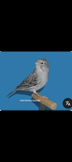 Agaat wit recessief poppen gezocht., Vrouwelijk, Kleurkanarie