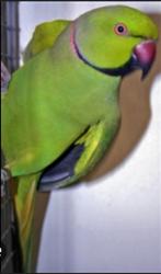 Vogels gezocht, Meerdere dieren