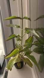 Kalanchoë daigremontiana, Ophalen, Halfschaduw, Minder dan 100 cm