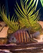 WV Heros curare, Dieren en Toebehoren, Vissen | Aquariumvissen, Vis