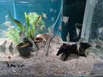 Amazon maanvissen, Pterophyllum Scalare Amazon, Vis, Zoetwatervis
