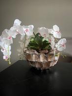 Schelpen vaas met orchidee., Huis en Inrichting, Woonaccessoires | Vazen, Overige kleuren, Ophalen of Verzenden, Minder dan 50 cm