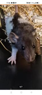 Hele mooie raszuivere Rex ratjes te koop!, Dieren en Toebehoren, Knaagdieren, Juli, Meerdere dieren, Rat