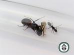 CAMPONOTUS CRUENTATUS | KONINGIN | MET OF ZONDER WERKSTERS, Dieren en Toebehoren, Insecten en Spinnen