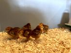 Rhode Island red kriel kuikens hennetjes, gesekst en ingeënt, Dieren en Toebehoren, Pluimvee, Vrouwelijk, Kip