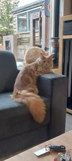 Maine coon dekkater, Dieren en Toebehoren, 0 tot 2 jaar