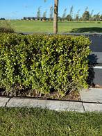 Buxus vervanger heg van ilex Crenata ongeveer 80 planten, Ophalen, Buxus, Haag, Minder dan 100 cm
