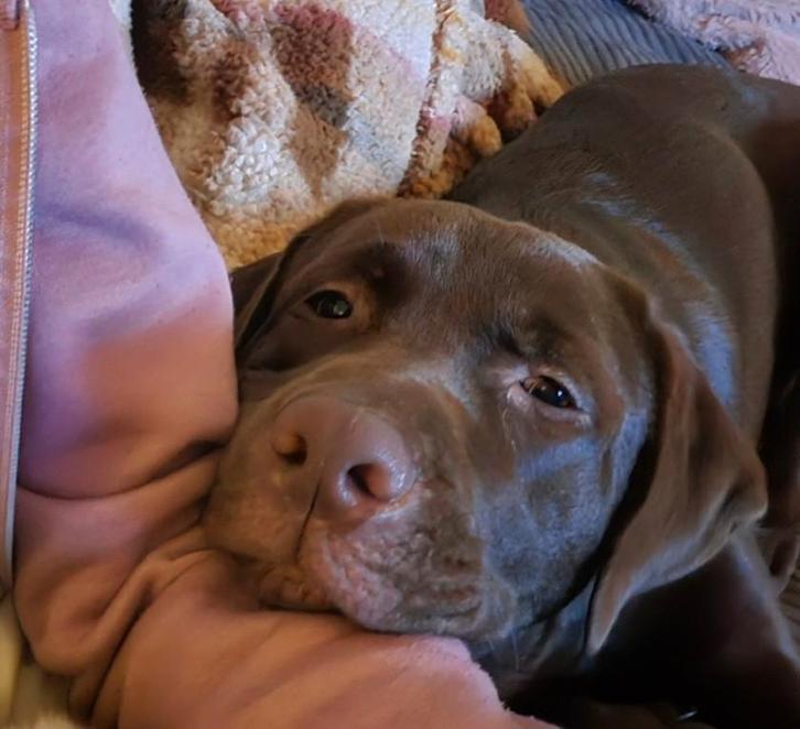 Labrador, Dieren en Toebehoren, Overige Dieren, Mannelijk, Januari