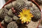 cactus - Sulcorebutia langeri, Ophalen of Verzenden, Cactus, Volle zon, Minder dan 100 cm