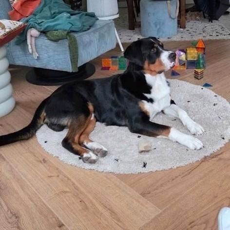 Dekreu Zwitserse senne/Australische herder, Dieren en Toebehoren, Honden | Dekreuen, Reu, Particulier, Eén hond, Nederland, 1 tot 2 jaar