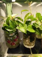 hoya, Huis en Inrichting, Kamerplanten, Ophalen, Overige soorten, Halfschaduw, Minder dan 100 cm