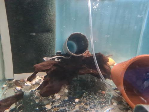Roodstaartmeerval, rtc, Phractocephalus hemioliopterus, Dieren en Toebehoren, Vissen | Aquariumvissen, Zoetwatervis, Vis