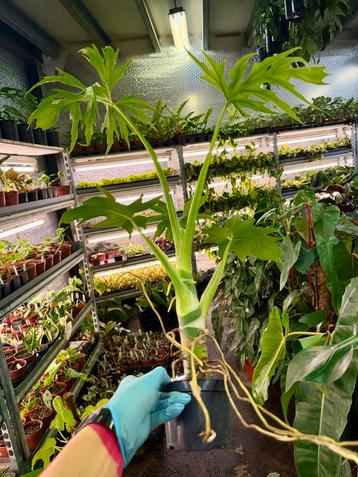 Philodendron Warscewiczii - P12 ACTIE!! beschikbaar voor biedingen