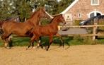 Te koop, royaal, sterk hengstveulen V. McLaren, Dieren en Toebehoren, Paarden, Hengst, Dressuurpaard, 0 tot 2 jaar