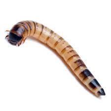 Te koop goede mooie levende Morio meelwormen, Dieren en Toebehoren, Vogels | Toebehoren, Nieuw, Ophalen of Verzenden