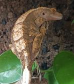 Wimpergekko vrouw, Hagedis, 3 tot 6 jaar