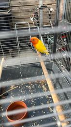 Agapornis lutino opalina, Dieren en Toebehoren, Vogels | Parkieten en Papegaaien, Meerdere dieren, Dwergpapegaai of Agapornis