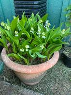 Lelies of the valley/ lelietjes van dalen+ primula, Ophalen, Bodembedekkers, Volle zon, Vaste plant