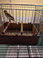 Zangvogel Timbrado, Dieren en Toebehoren, Mannelijk, Zangkanarie