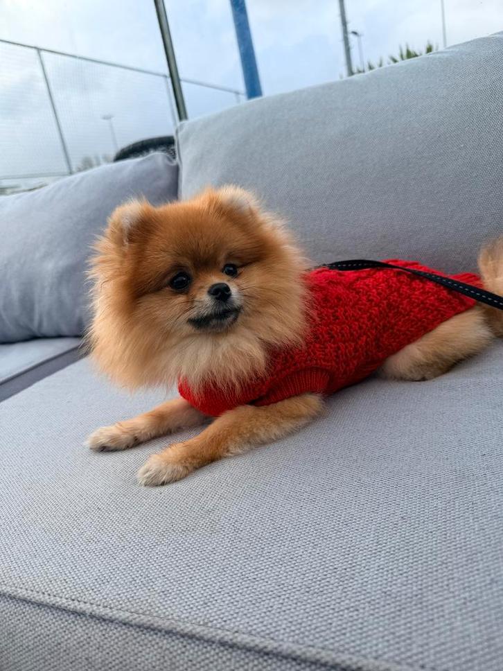 Pomeranian pomeriaan 8 maanden puppy orange dwerg keeshond, Dieren en Toebehoren, Honden | Poolhonden, Keeshonden en Oertypen