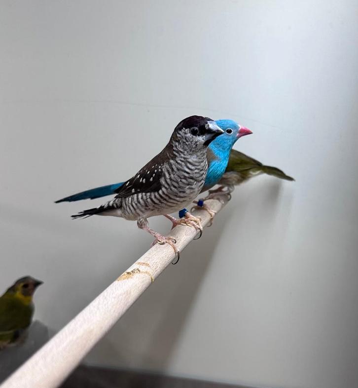 Ceresamadine man, Dieren en Toebehoren, Vogels | Overige Vogels, Mannelijk