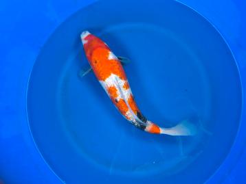 Isa female showa ginrin koi tosai! beschikbaar voor biedingen