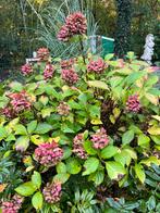 Rode hortensiastruik, Ophalen, Overige soorten, Halfschaduw